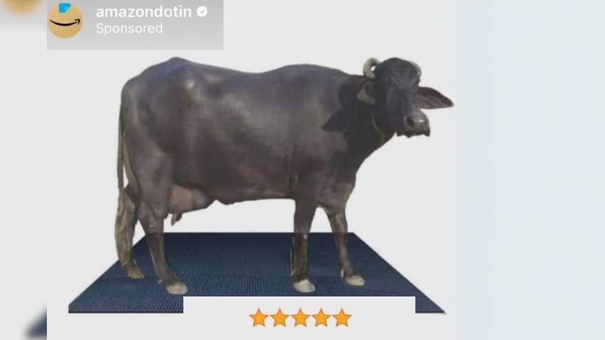 Amazon Buffalo: Amazon पर अब सिर्फ 4 हजार रुपये में मिल रही भैंस, डिस्काउंट जान उड़ रहे लोगों के होश