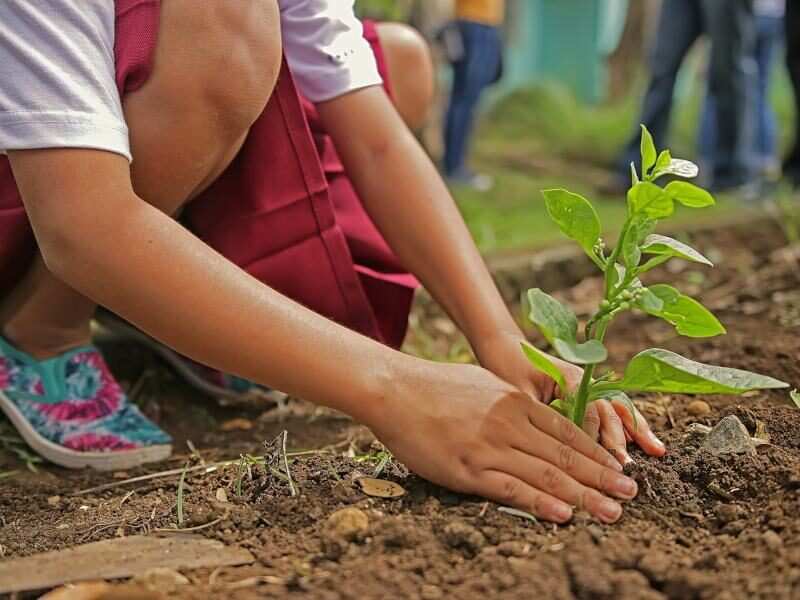 फल फूल व छायादार पौधे रोपित...समसारा पब्लिक स्कूल शेखूखेड़ा