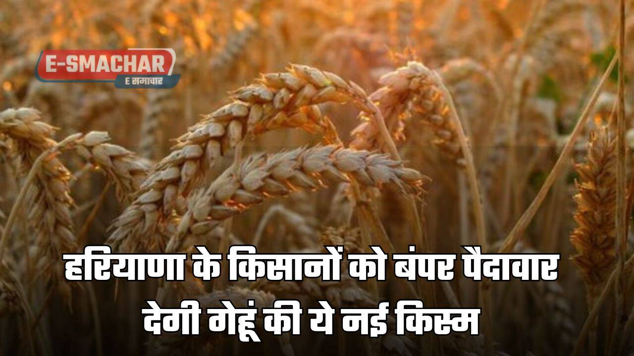 New Wheat Variety : हरियाणा के किसानों को बंपर पैदावार देगी गेहूं की ये नई किस्म, कर देगी मालामाल 