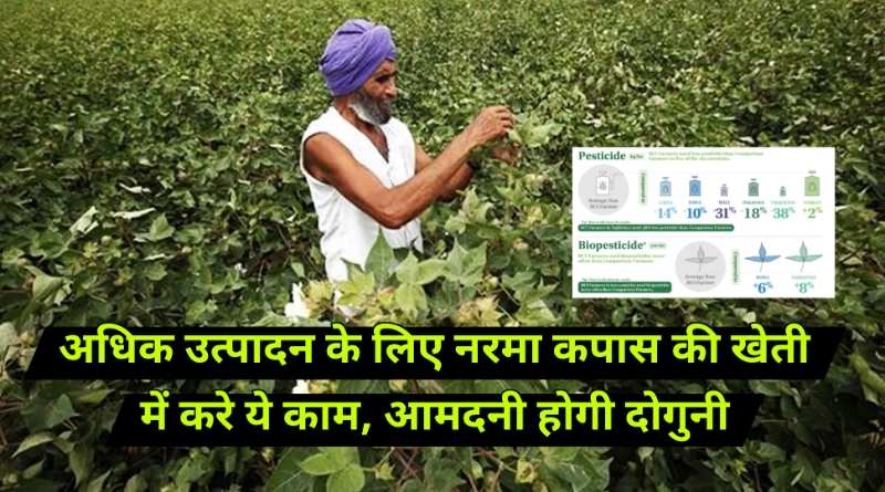 Cotton Farming: इस बार अगर की है कपास की बिजाई तो अपनाए नरमा कपास मे ये ट्रीक, बंपर होगा उत्पादन 