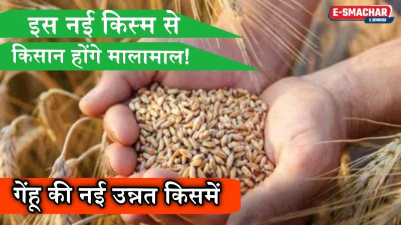 New Wheat Variety: एकड़ में 15 नहीं, 35 कुंटल गेहूं की होगी पैदावार... ये किस्म आपको करेगी मालामाल