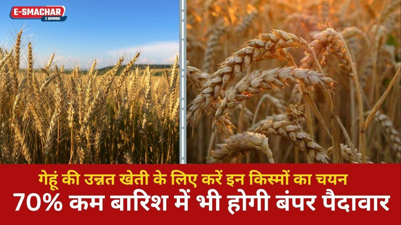 New Wheat Variety: 75 मण का उत्पादन देने वाली गेहूं की ये नई किस्म....जानें इस किस्म की बिजाइ की सम्पूर्ण जानकारी