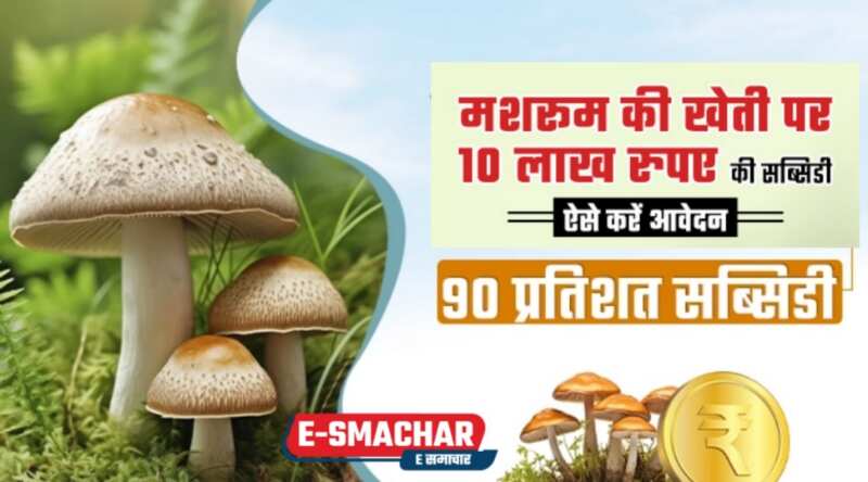 Farming subsidy: बिना खेत के करें इसकी खेती, सरकार दे रही 90% सब्सिडी, जल्द करे आवदेन