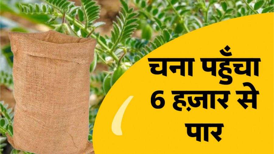 Mandi Bhav: चना के रेट में तेजी, जाने सभी मंडियों के ताजा भाव